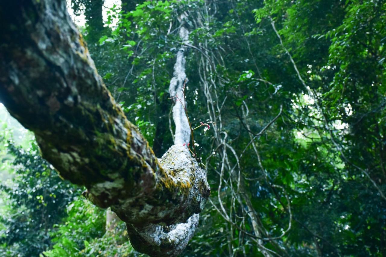 Sinharaja Kurulu Ella Eco Resort Deniyaya Eksteriør bilde