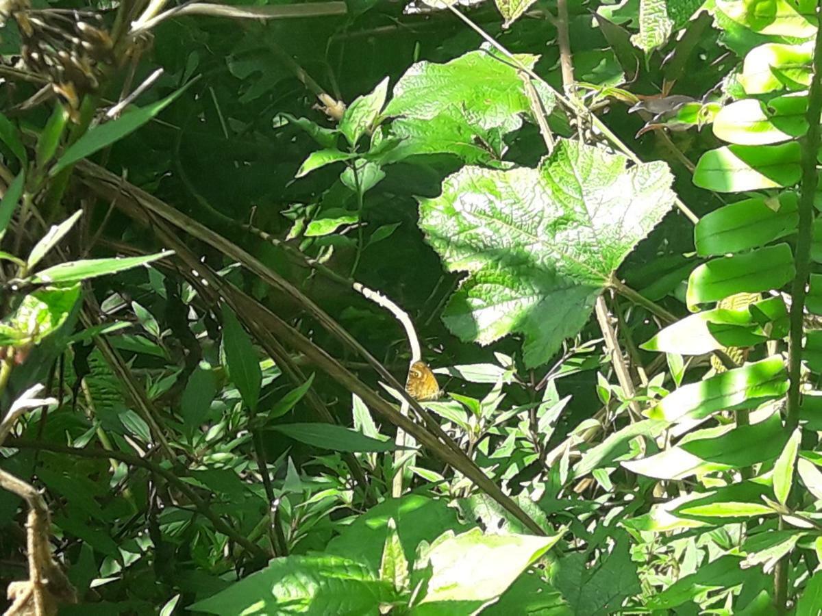 Sinharaja Kurulu Ella Eco Resort Deniyaya Eksteriør bilde